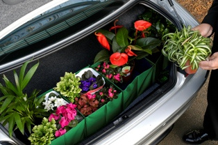 Car Boot Plant Tidy